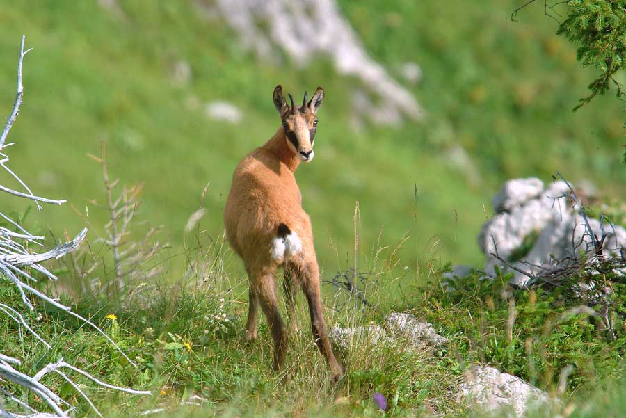 00chamois-7-0804