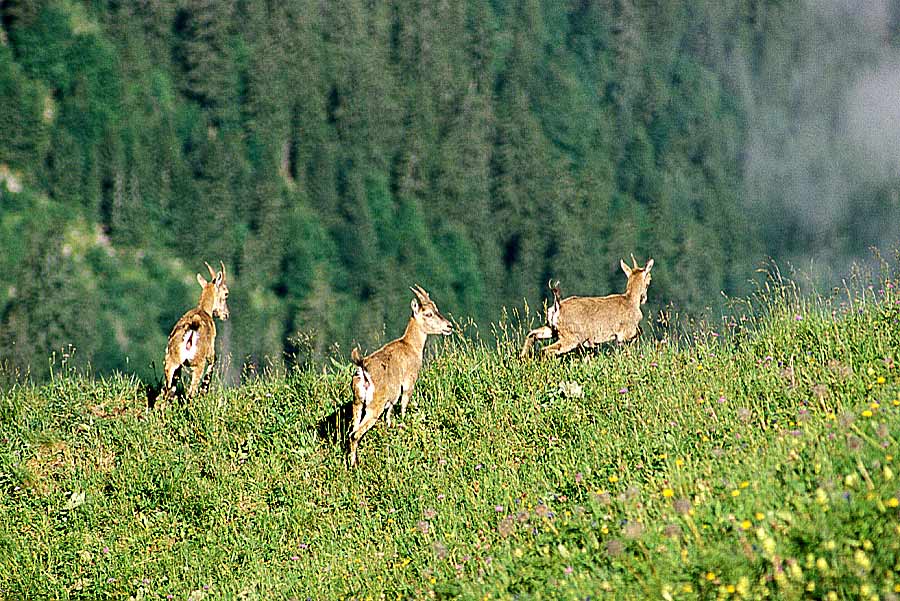 00chamois-7-e