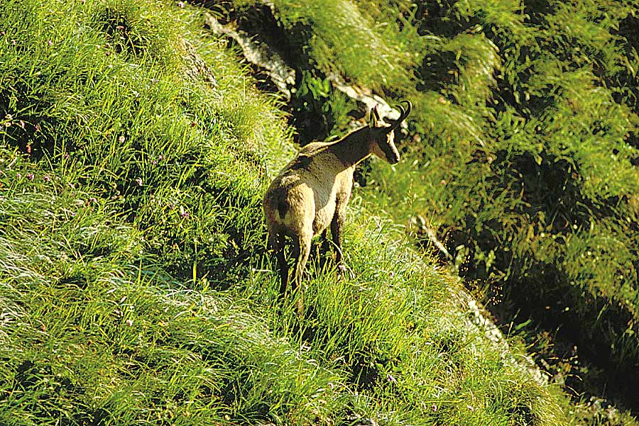 00chamois-8-e