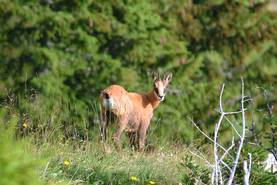 00chamois-9-0804