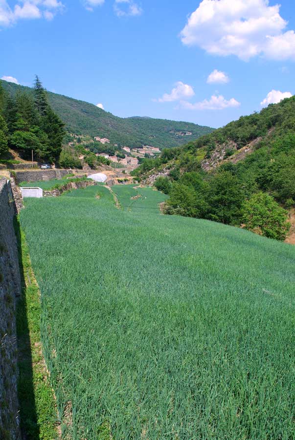 00champs-oignons-45-0706