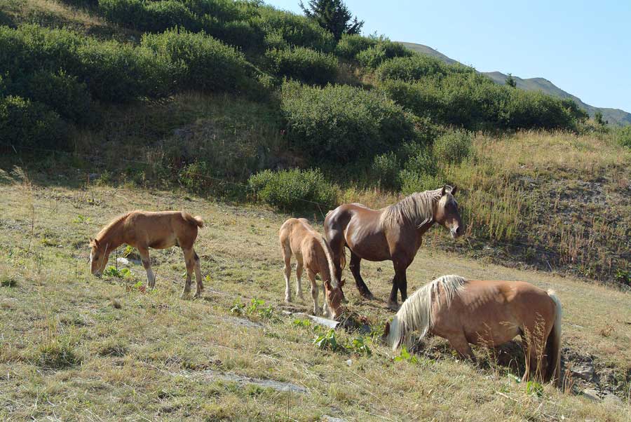 00chevaux-1-0803