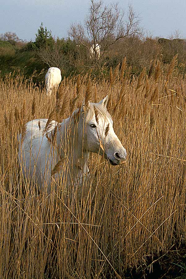 00chevaux-6-e