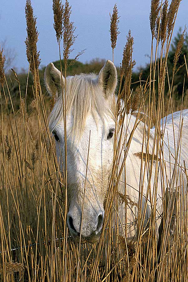 00chevaux-8-e