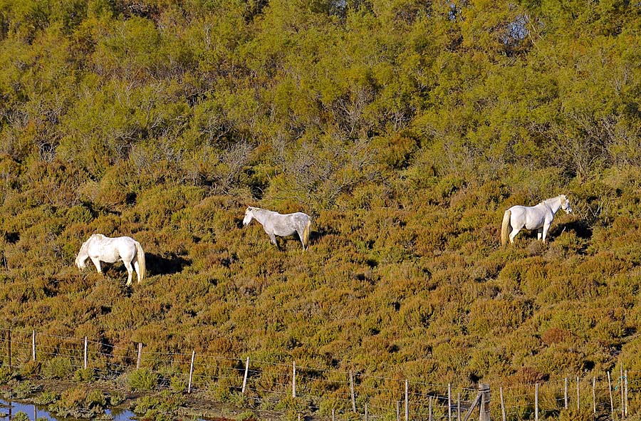 00chevaux-camargue-10-1009