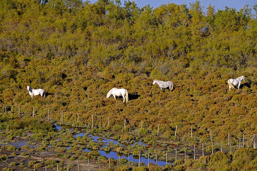 00chevaux-camargue-11-1009