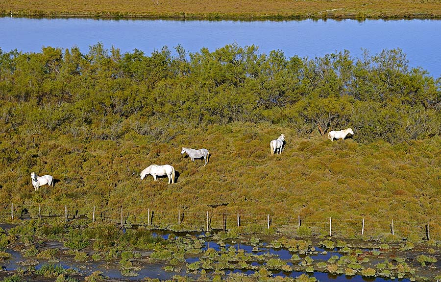 00chevaux-camargue-14-1009