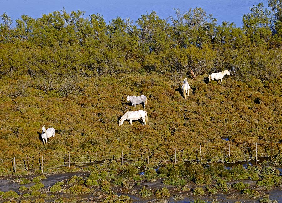 00chevaux-camargue-16-1009