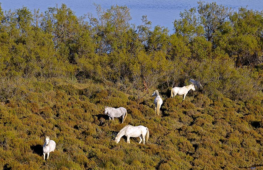 00chevaux-camargue-17-1009