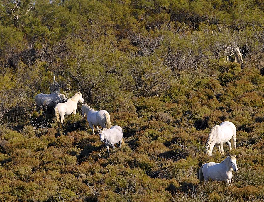 00chevaux-camargue-20-1009