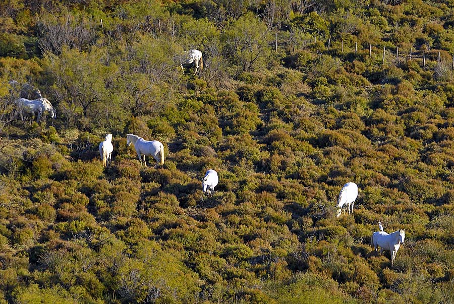 00chevaux-camargue-3-1009