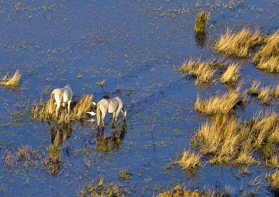 00chevaux-camargue-31-1009