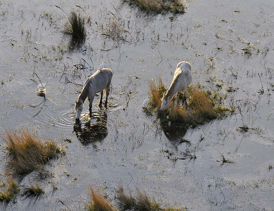 00chevaux-camargue-32-1009