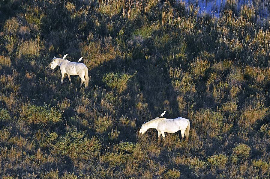 00chevaux-camargue-34-1009