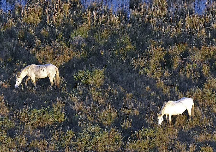 00chevaux-camargue-38-1009