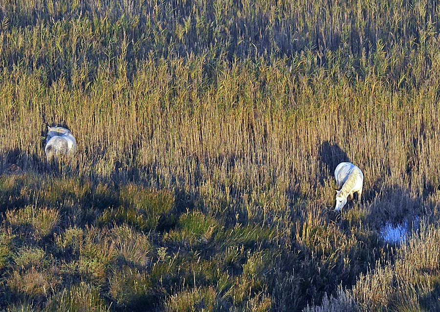 00chevaux-camargue-40-1009