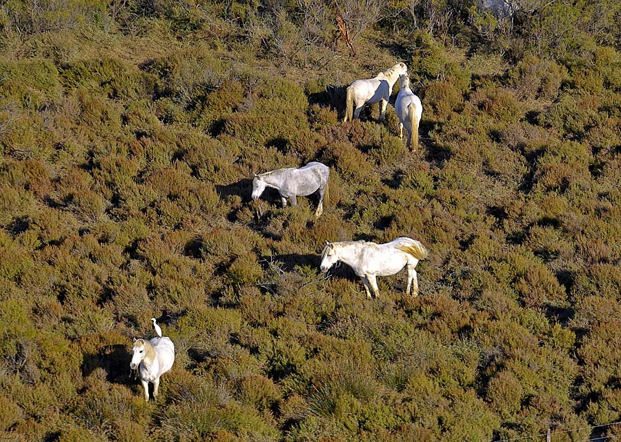 00chevaux-camargue-6-1009