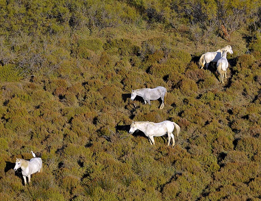 00chevaux-camargue-7-1009