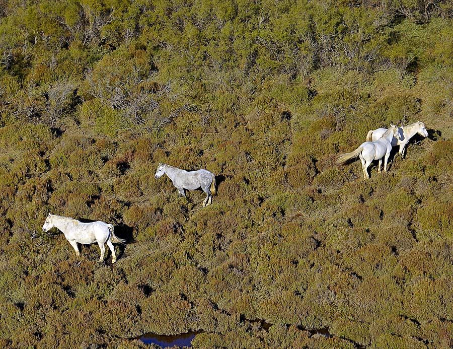 00chevaux-camargue-9-1009