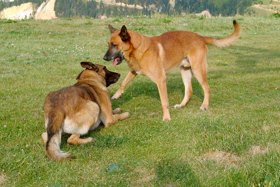 00chiens-3-0803
