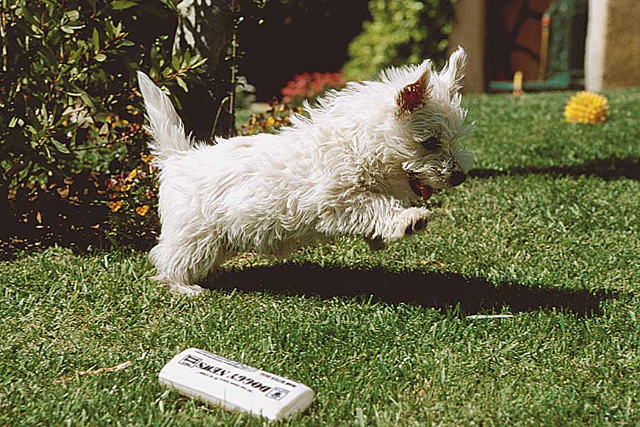 00chiot-1-e