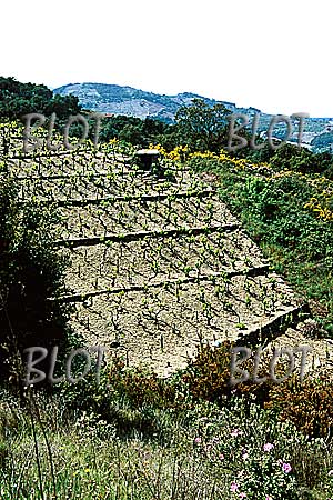 00collioure-vigne-1-e