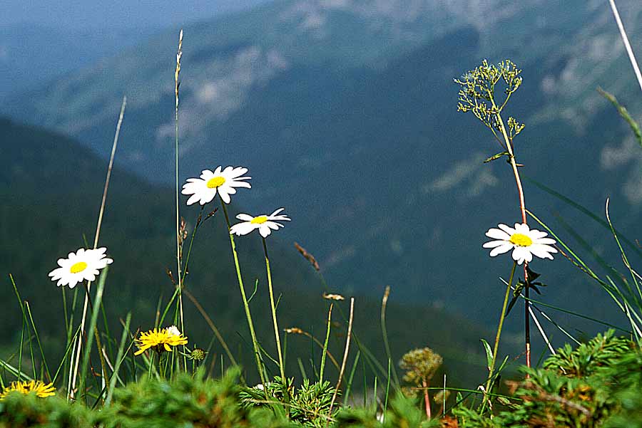 00f-alpes-9-e