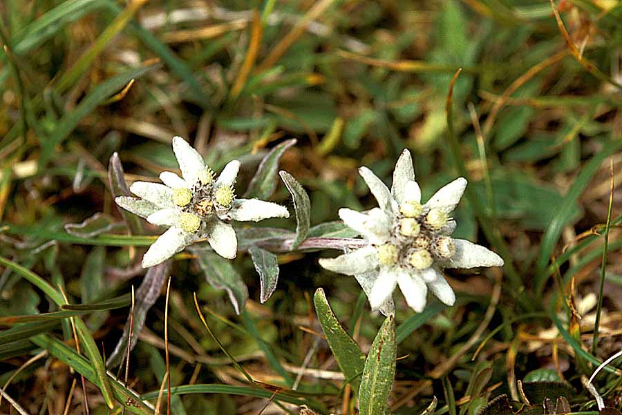00f-edelweis-1-e