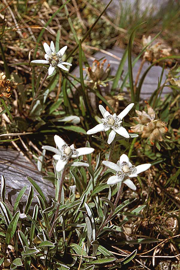 00f-edelweis-3-e