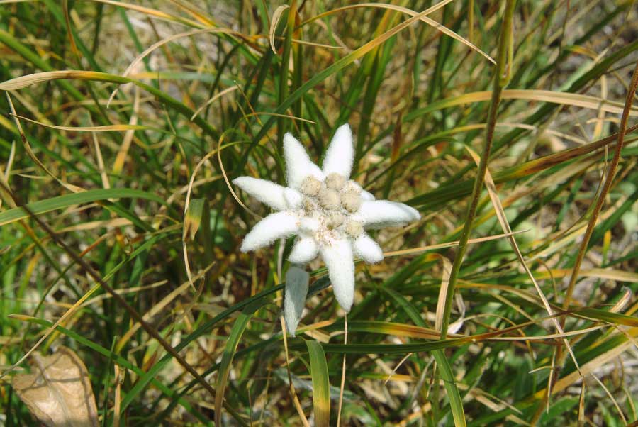00f-edelweis-5-0803