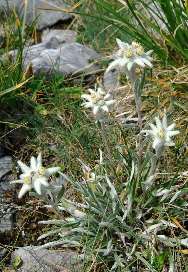 00f-edelweis-6-0803
