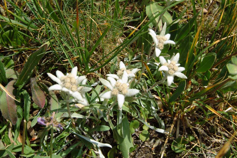 00f-edelweis-7-0803