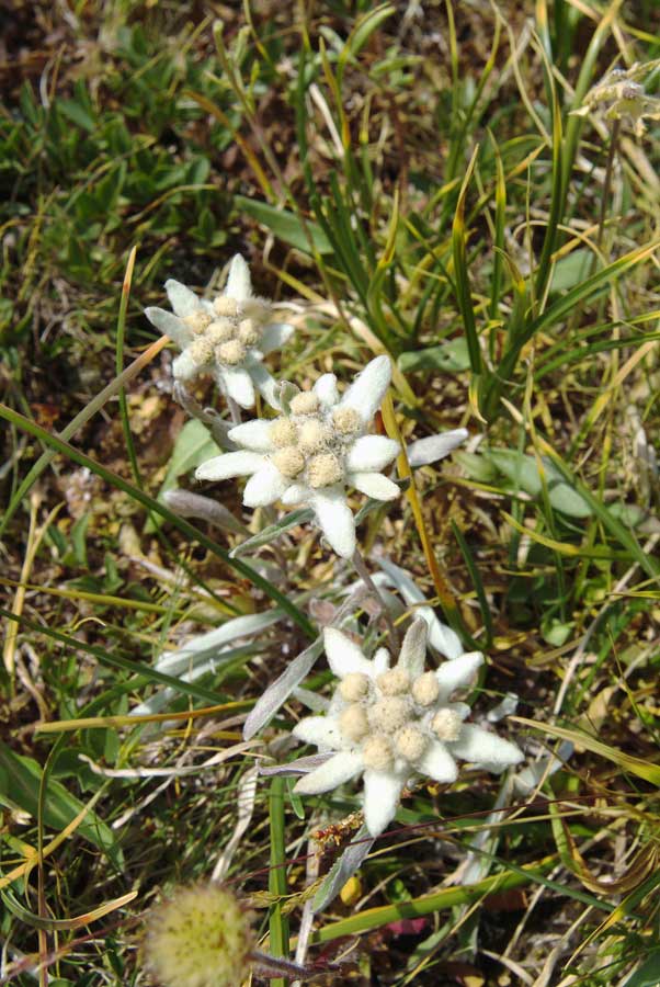 00f-edelweis-8-0803