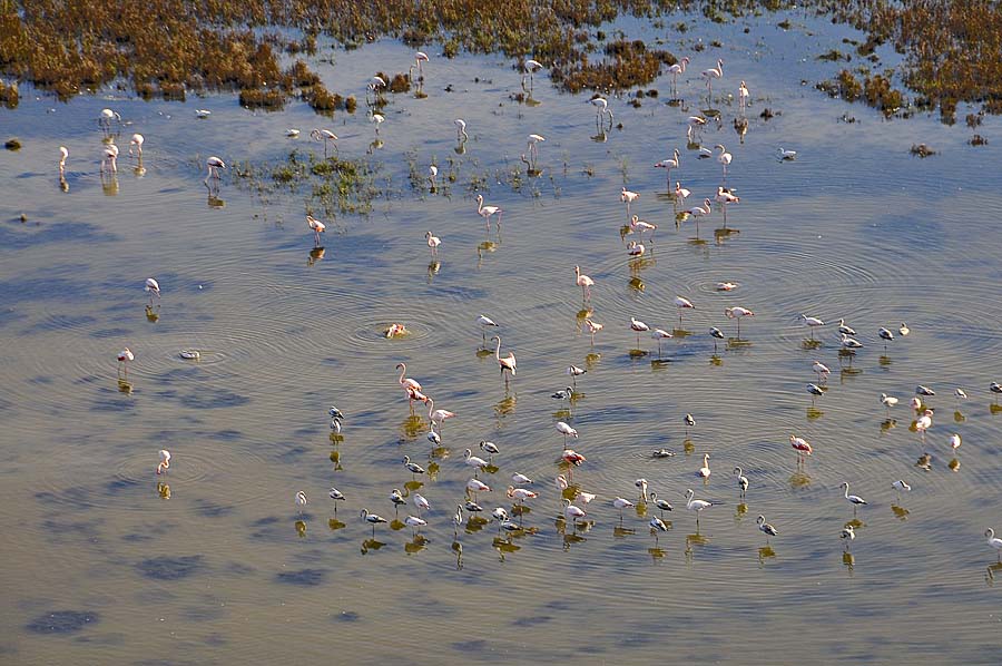 00flamant-rose-10-1009