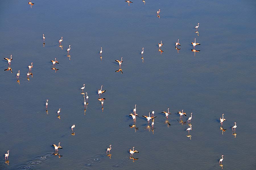 00flamant-rose-11-1009