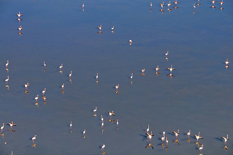 00flamant-rose-12-1009