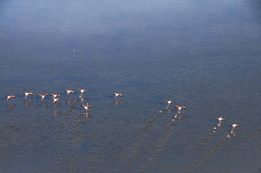 00flamant-rose-16-1009