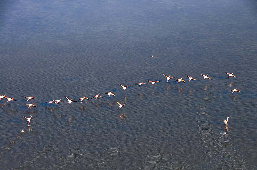 00flamant-rose-17-1009