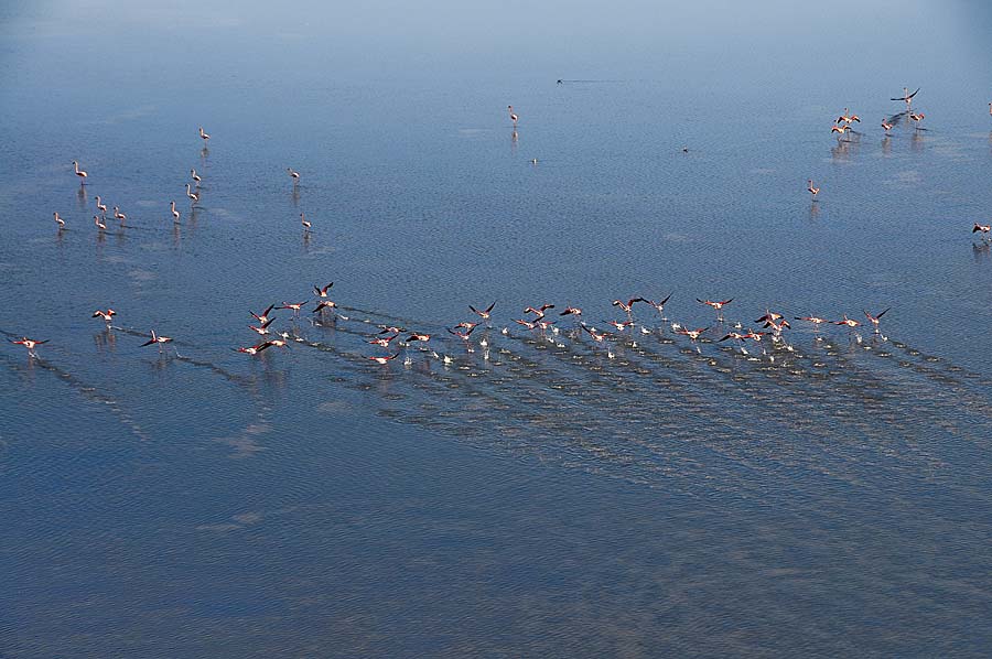 00flamant-rose-18-1009