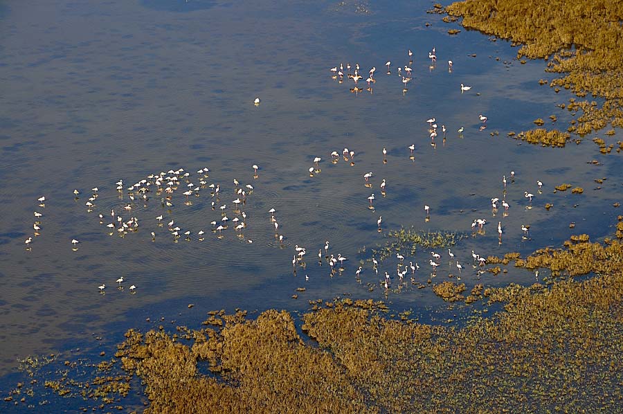 00flamant-rose-2-1009