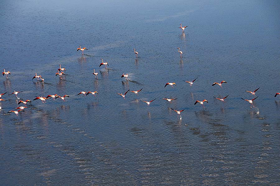 00flamant-rose-20-1009