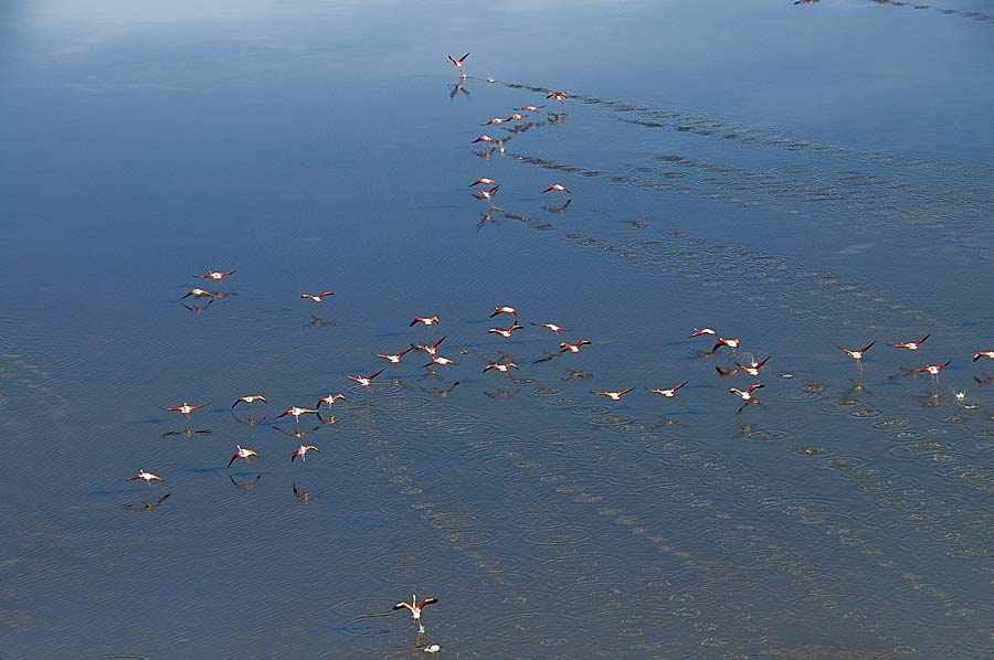 00flamant-rose-21-1009