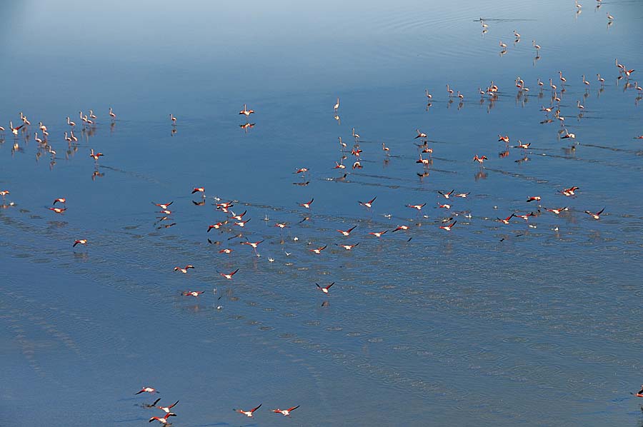 00flamant-rose-24-1009