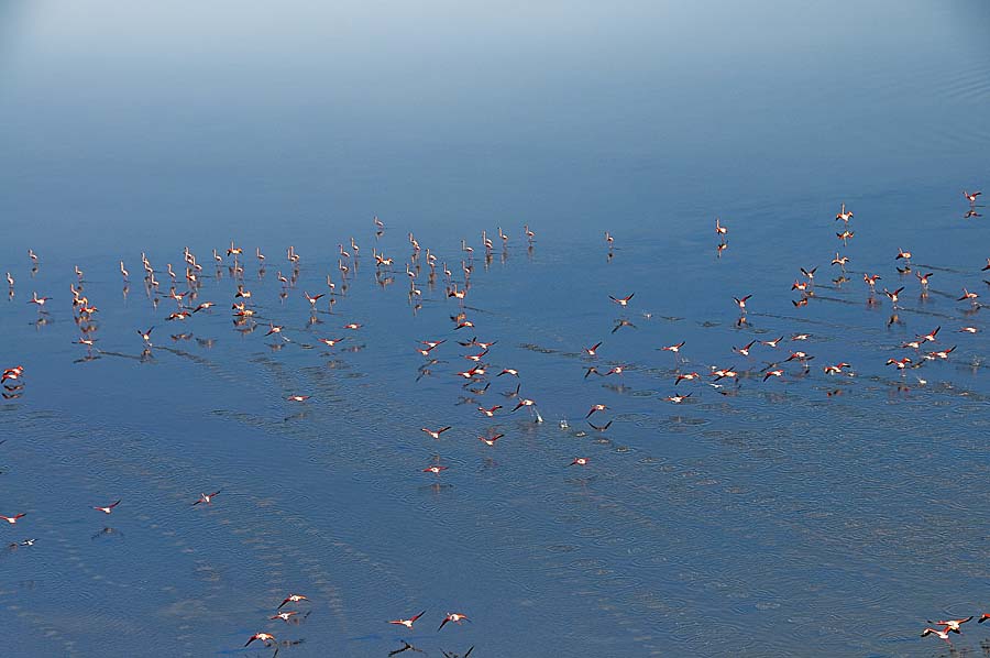 00flamant-rose-25-1009