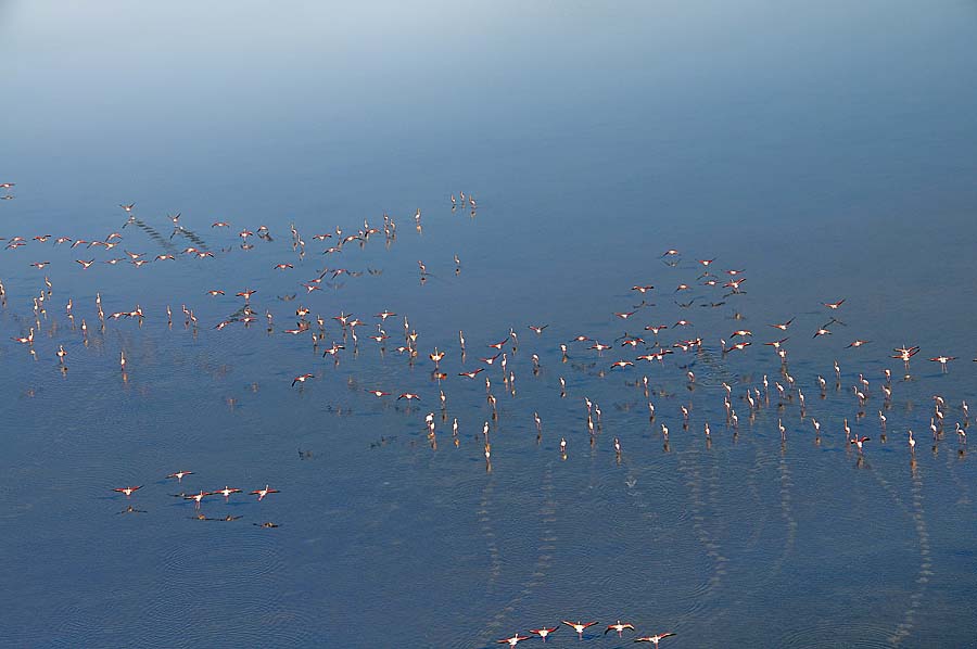 00flamant-rose-27-1009