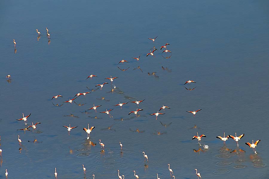 00flamant-rose-28-1009