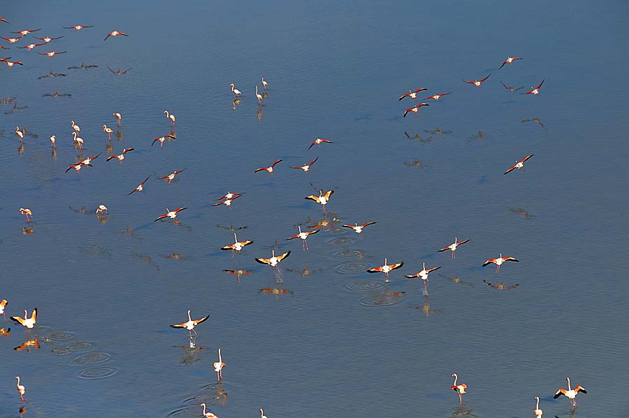 00flamant-rose-29-1009