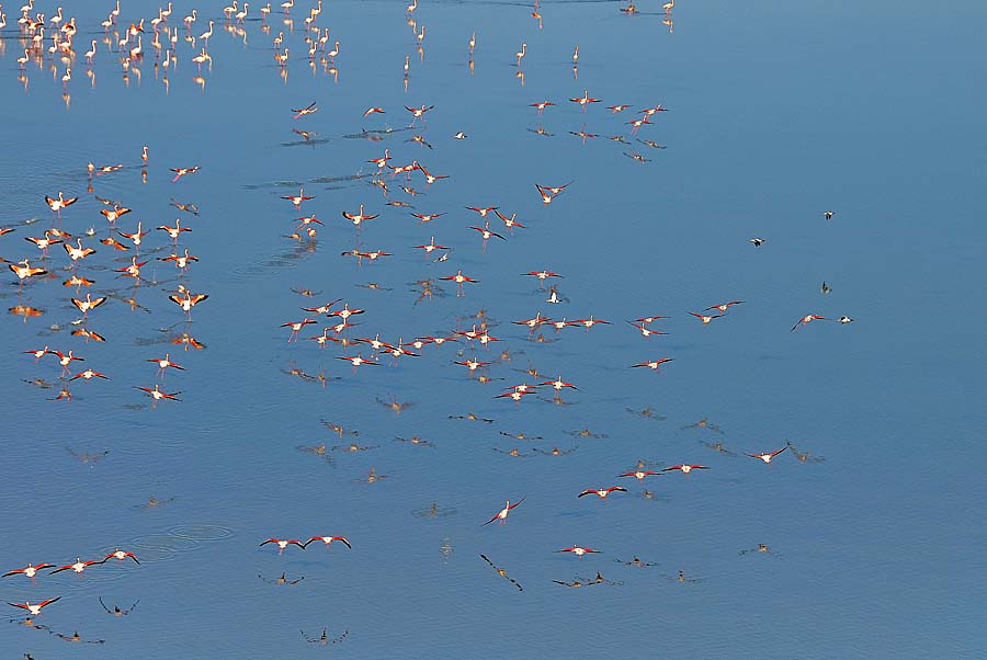 00flamant-rose-31-1009