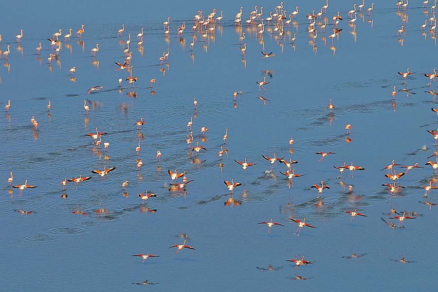 00flamant-rose-33-1009