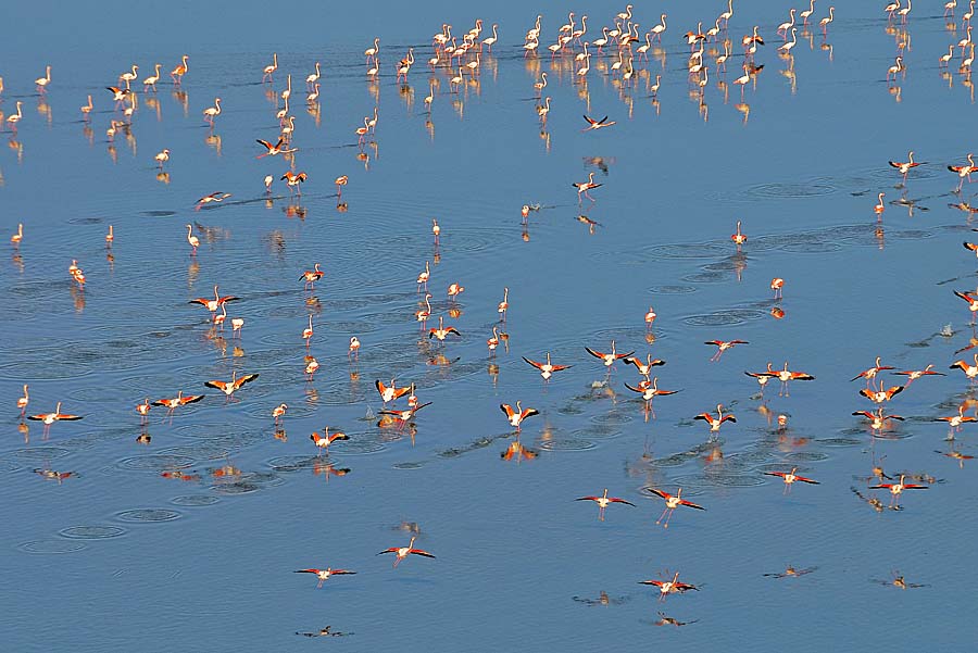 00flamant-rose-33-1009